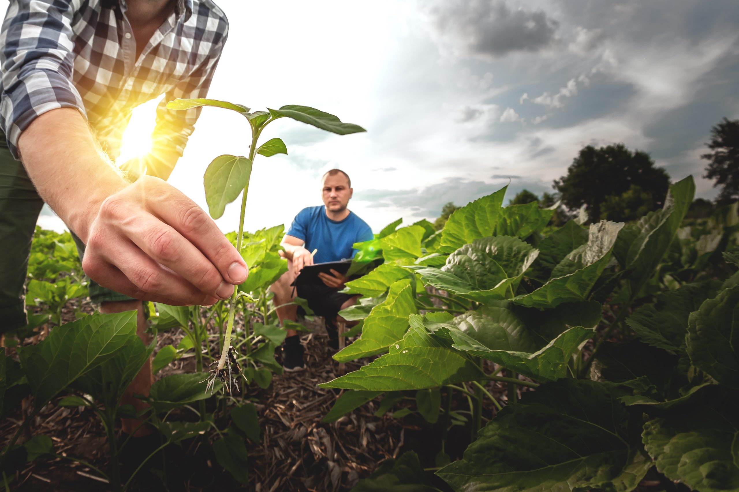 Engenheiro Agrônomo Especializado 